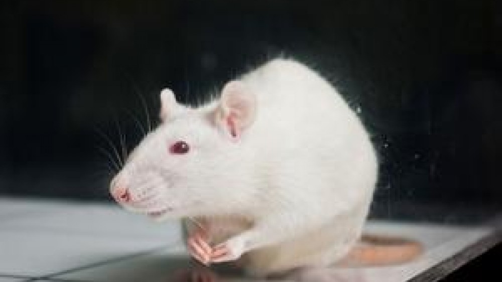 A white rat on a table