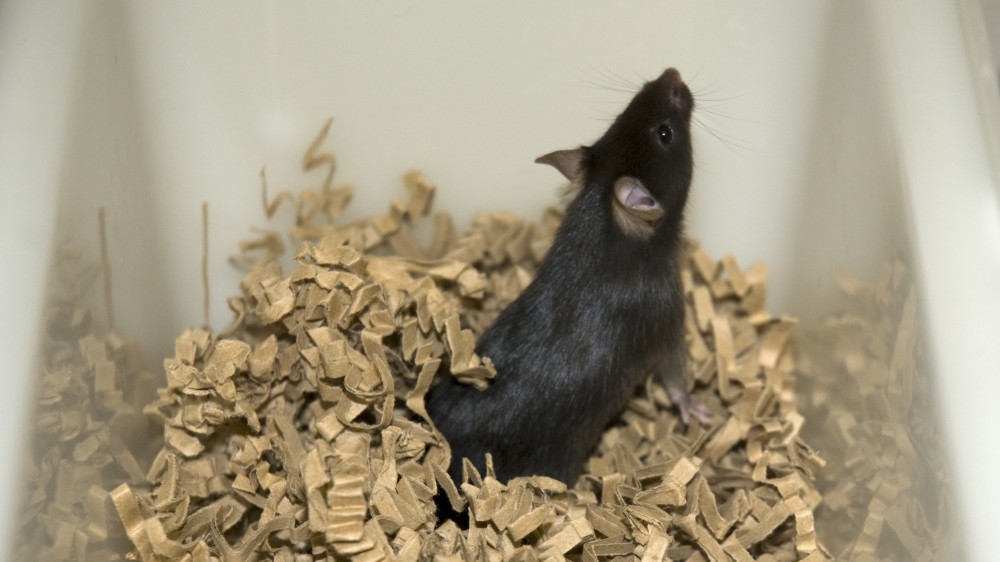 A black mouse in a plastic cage, standing on paper nesting material.