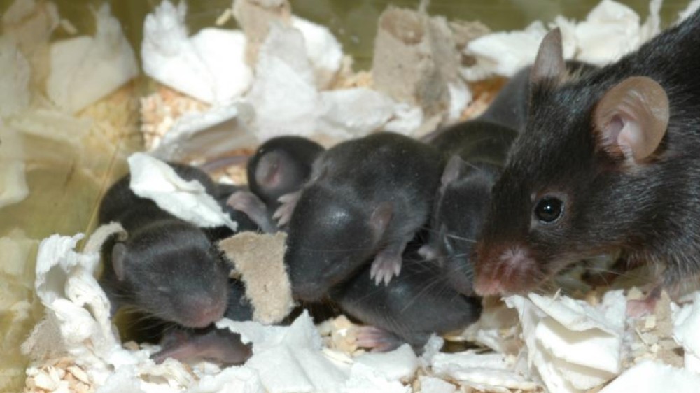 A litter of black mice with an adult mouse, nesting in the corner of their home cage