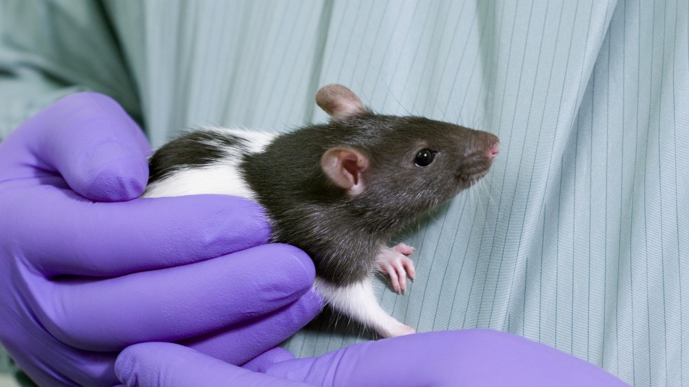 A brown and white rat in the gloved hands of an animal technician.