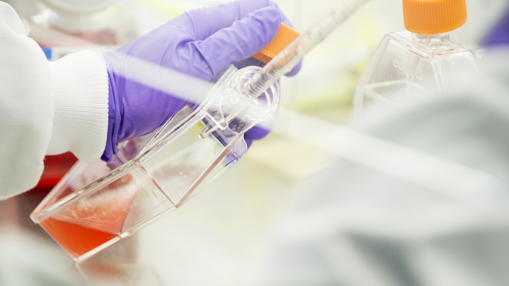 A view of gloved hands pipetting from a cell culture bottle in a fume cupboard.