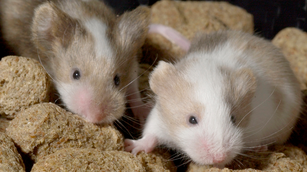 Two pale brown and white chimeric mice standing on top of food pellets.