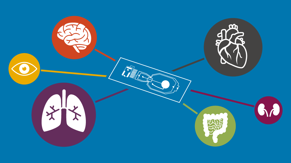 Illustration showing the various organs that an organ-on-a-chip can model, including the retina, brain, heart, lungs, kidneys and intestines.