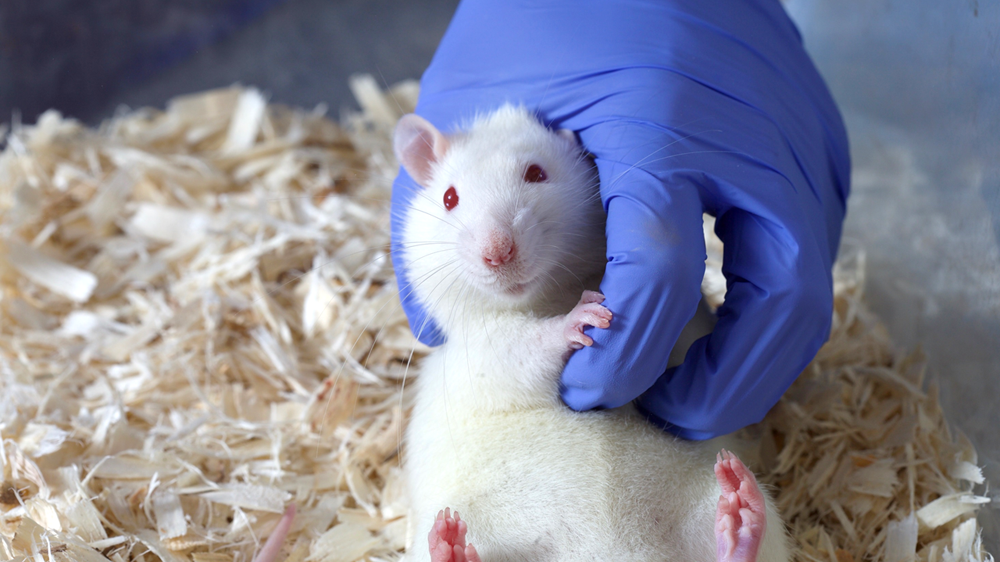 A white rat in a clear plastic cage with wooden shavings, being tickled by a gloved hand.