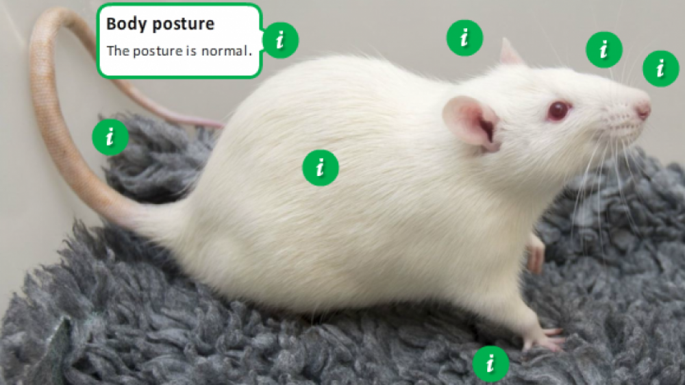 A screenshot of an e-learning module activity, with a photo of a white rat labelled with green "i" buttons to indicate where trainees can click for more information. A label reads "Body posture: the posture is normal".