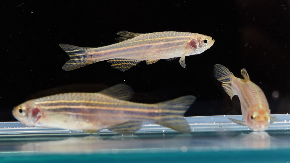 Three zebrafish in a clear tank, set against a black background.