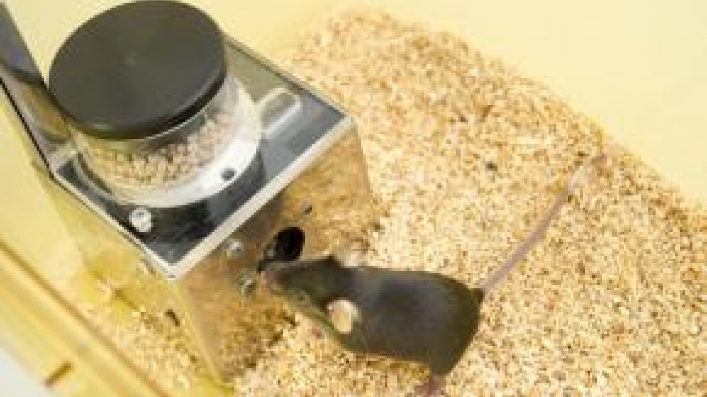a mouse taking a food pellet form a metal feeder