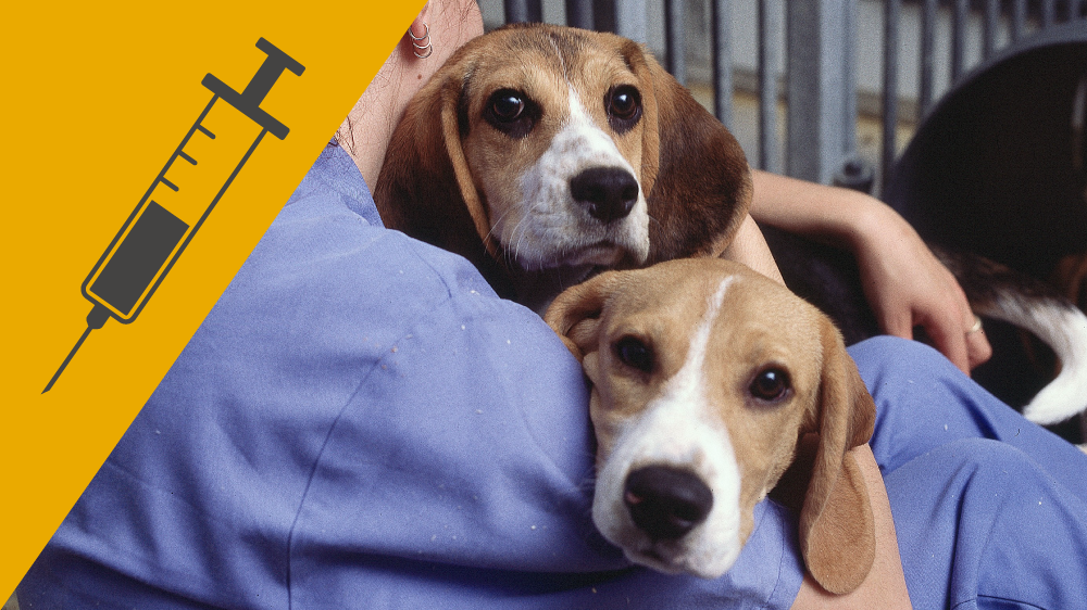 Two beagles in the arms of a seated animal technician, with an icon of a needle and syringe on a yellow background in the corner of the image.