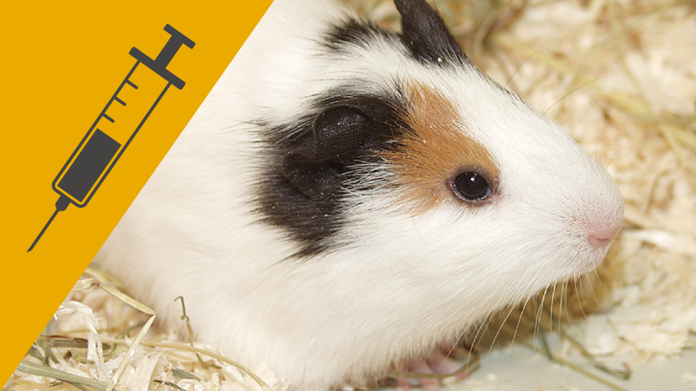 Close up of a white guinea pig with black and orange patches in its home cage, with an icon of a needle and syringe on a yellow background in the corner of the image.