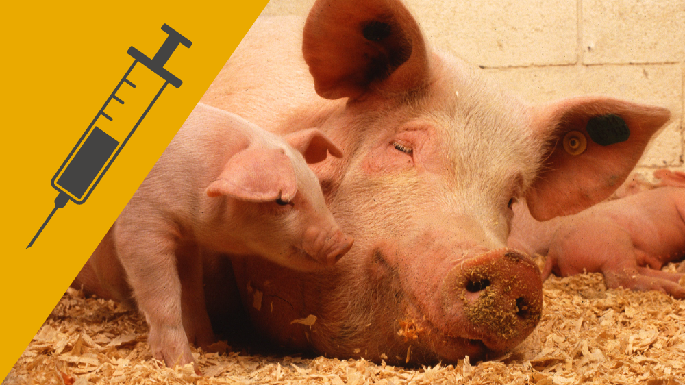 A piglet standing next to a sleeping adult pig, with an icon of a needle and syringe on a yellow background in the corner of the image.