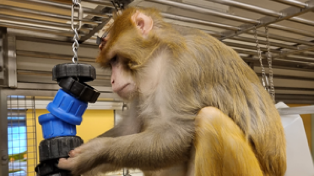 A macaque sits on a wooden plank and plays with a puzzle. Image credit: University of Cambridge.