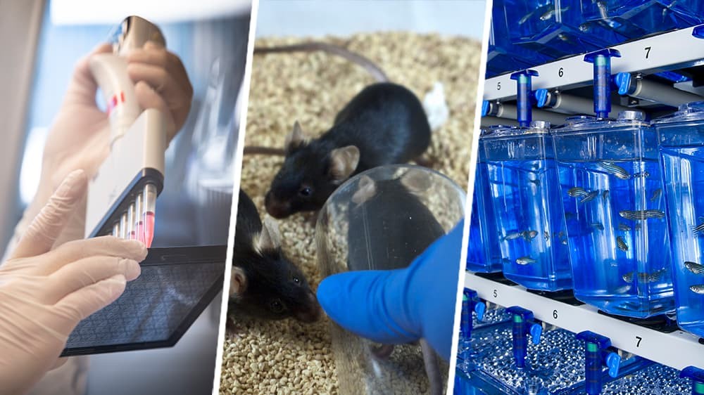 A composite image representing the breadth of the 3Rs: a close-up of pipetting into a 96-well plate, black mice being handled using a plastic tube, and rows of zebrafish tanks