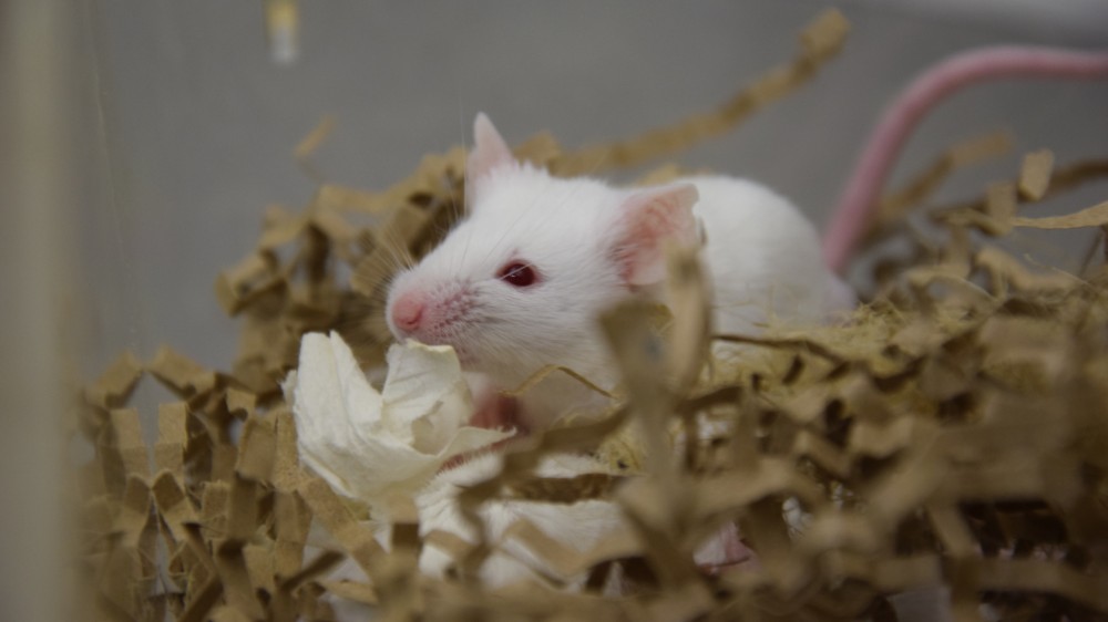 A white mouse in a nest of shredded paper