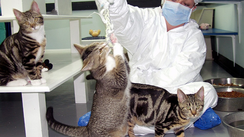 A technician with cats in a play area. The technician is wearing a white protective suit, mask, hair net and laboratory gloves. She is holding a piece of string which one of the cats is rearing up to play with. One cat sits on a shelf to the left, another is walking along the floor looking at the camera. 