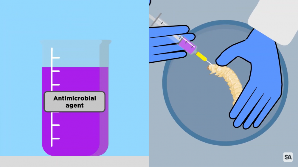 A screenshot from the linked video, showing a cartoon caterpillar being injected with an antimicrobial agent