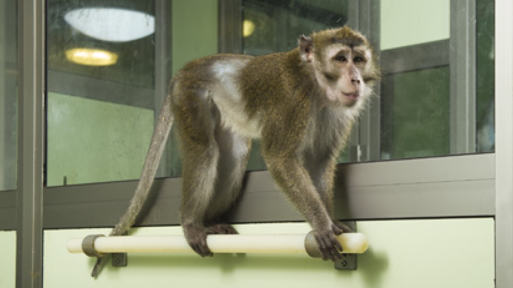 A cynomolgus monkey in its habitat