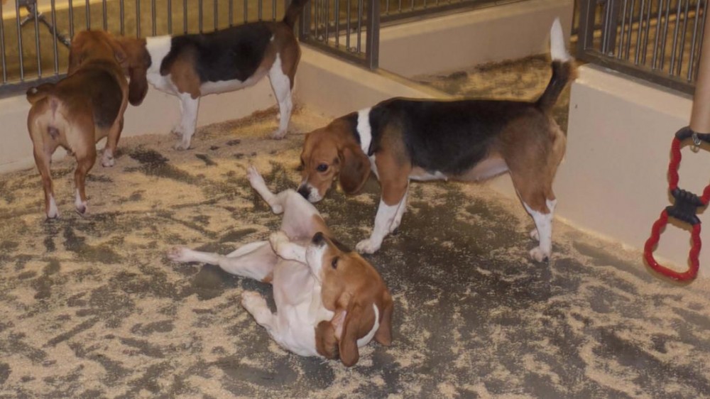 Four dogs in a pen, interacting and showing amicable social behaviour. The two dogs in the background are nose to nose. In the foreground one dog is on his back with legs in the air, a second dog can be seen sniffing him from the side.