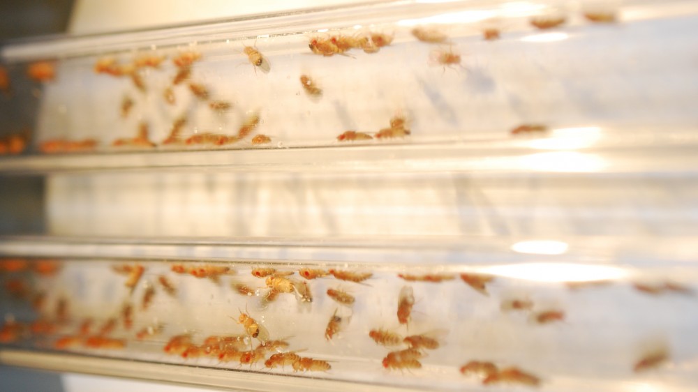 Drosophila melanogaster (fruit flies) in two clear plastic tubes.