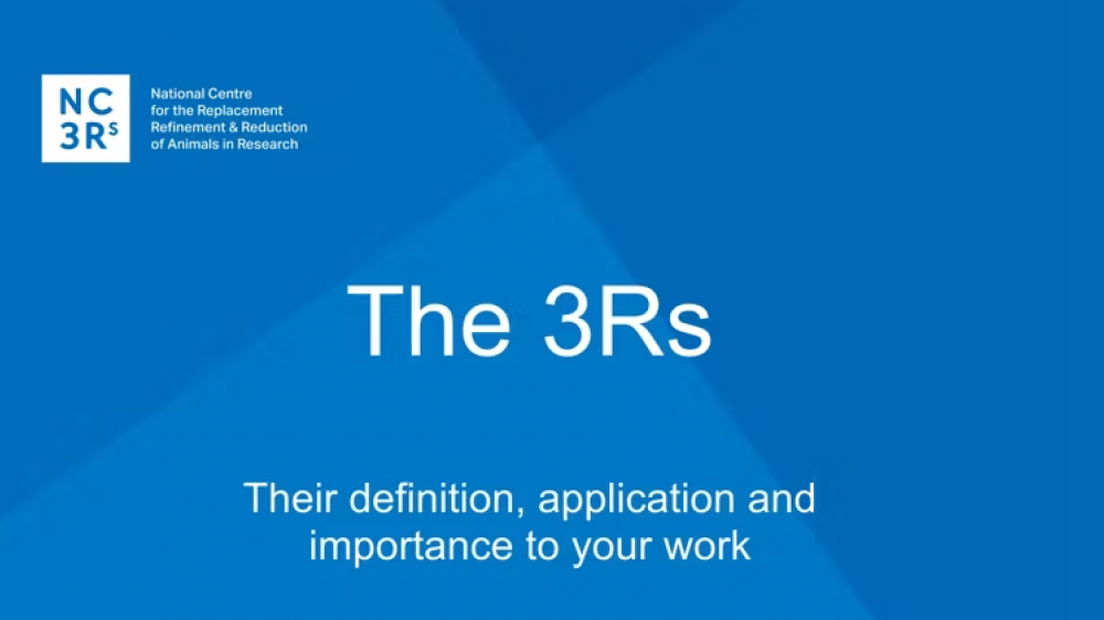 Cover slide for the 3Rs training webinar. The title of the talk is seen in white text on a blue background - The 3Rs: Their definition, application and importance to your work.