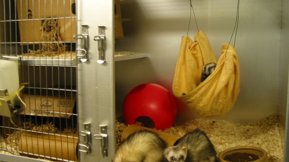 Ferrets in a cage. You can see multiple examples of environmental enrichment including a hammock, red plastic ball, cardboard tubes and nesting boxes.