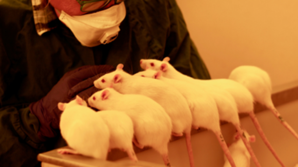 A row of white rats stand on the side of a cage close to a technician