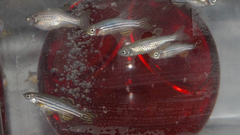 Fish in a tank containing a red plastic shelter for enrichment