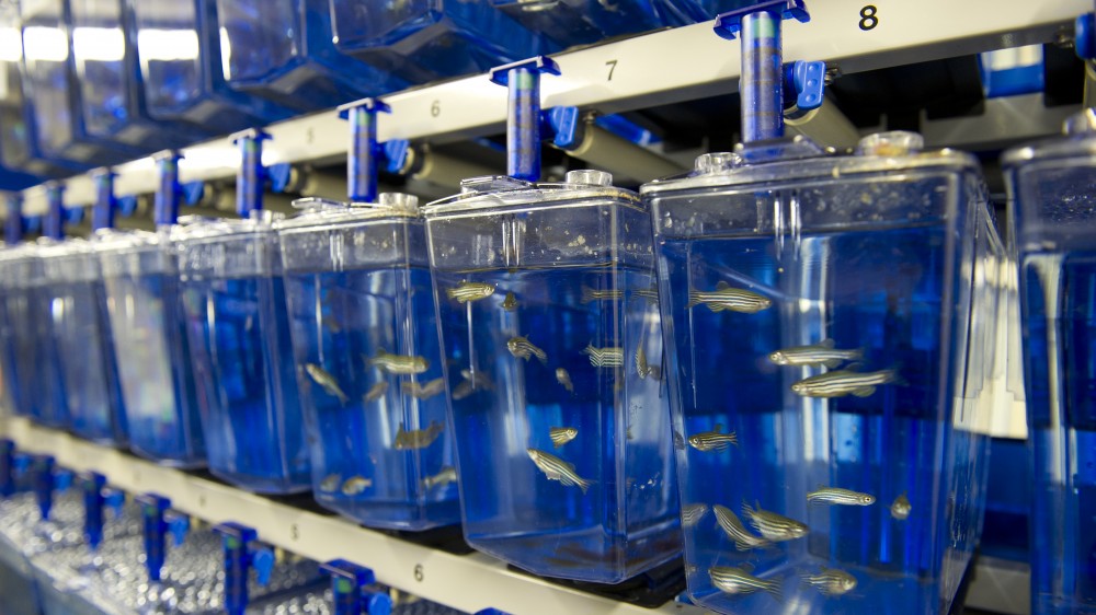 A row of plastic fish tanks holding zebrafish at a laboratory. The tanks are tall and narrow, and sit next to each other in numbered racks. The whole aquarium has a blue hue to it. You can see many zebrafish in each tank, socially housed. 