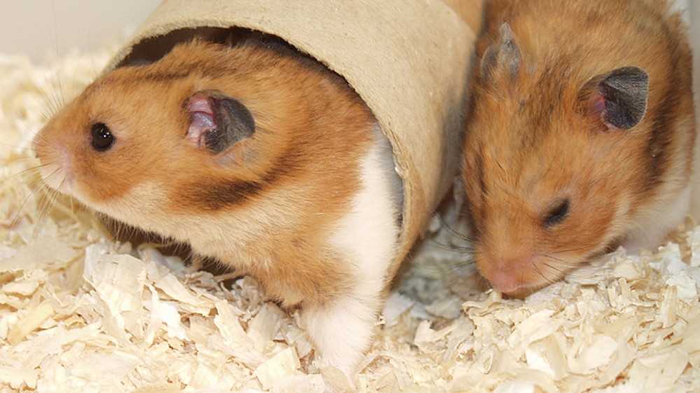 Hamsters in medical research