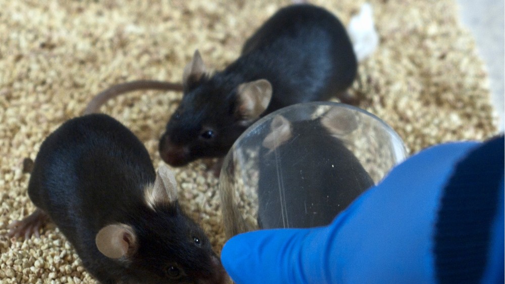 Three black mice, one of them is being handled with a clear plastic tunnel
