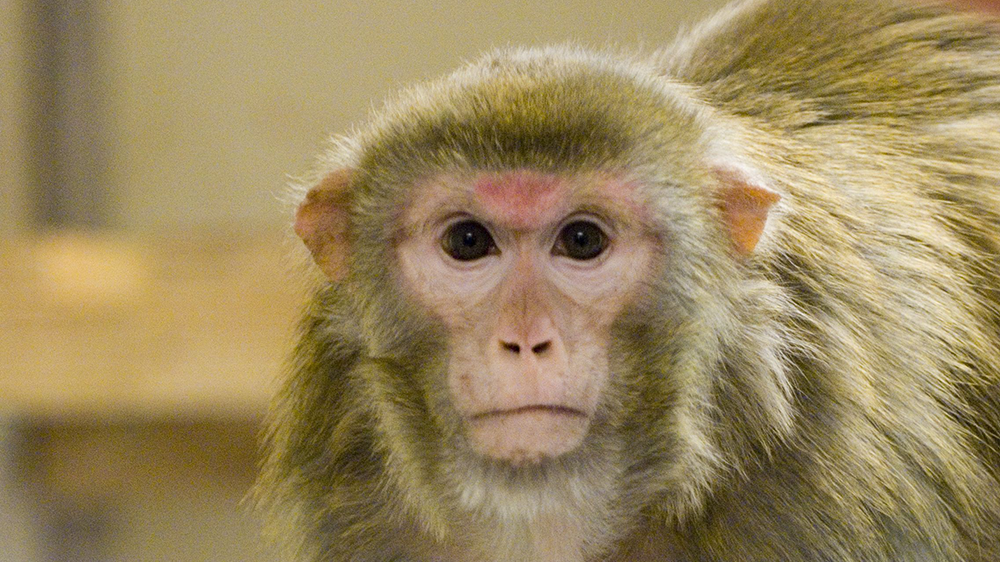 Portrait image of a macaque