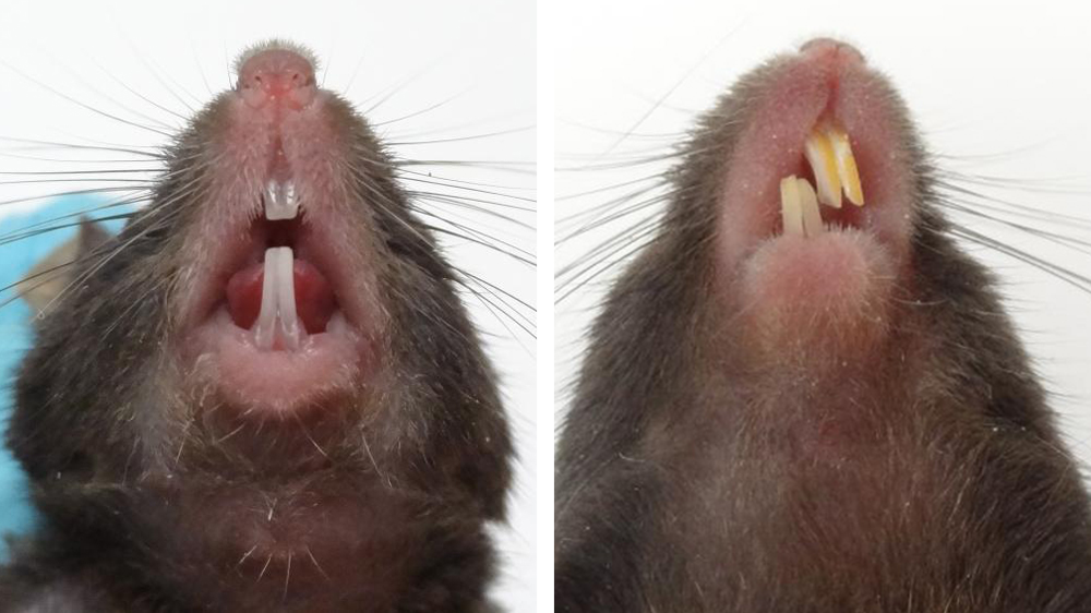One mouse exhibiting healthy teeth and another exhibiting unhealthy, maloccluded teeth