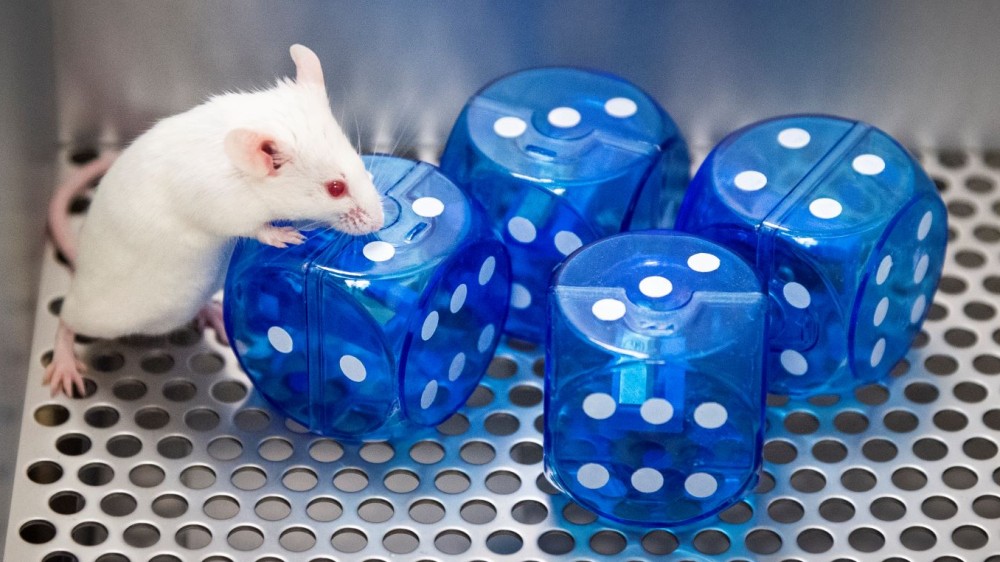 A mouse in a continual trials apparatus, standing on some plastic dice