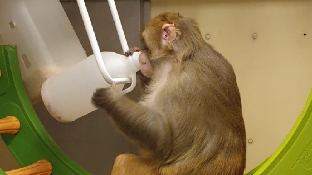 A macaque drinking from a hanging water bottle while sitting on a colourful swing
