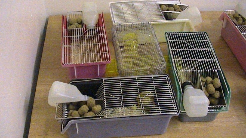 Apparatus for investigating the preference of mice for different colour cages