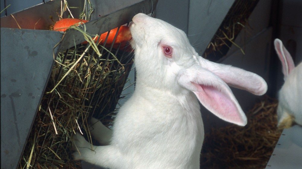 Rabbit in its enclosure stretches up to eat a carrot