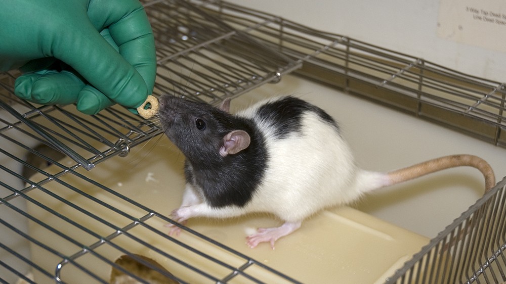 A rat accepting a treat, in this case a cereal cheerio snack, from a technician. The rat sits on top of a housing box within a cage (the lid is open). The technician is reaching in with a gloved hand, and the black and white lister hooded rat is reaching up to take the treat.