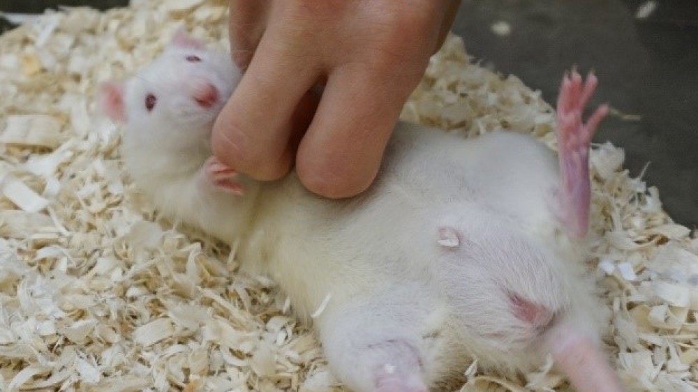 Mouse cage enrichment Video