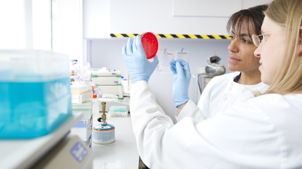 Two scientists inspect a Petri dish being held up to the light