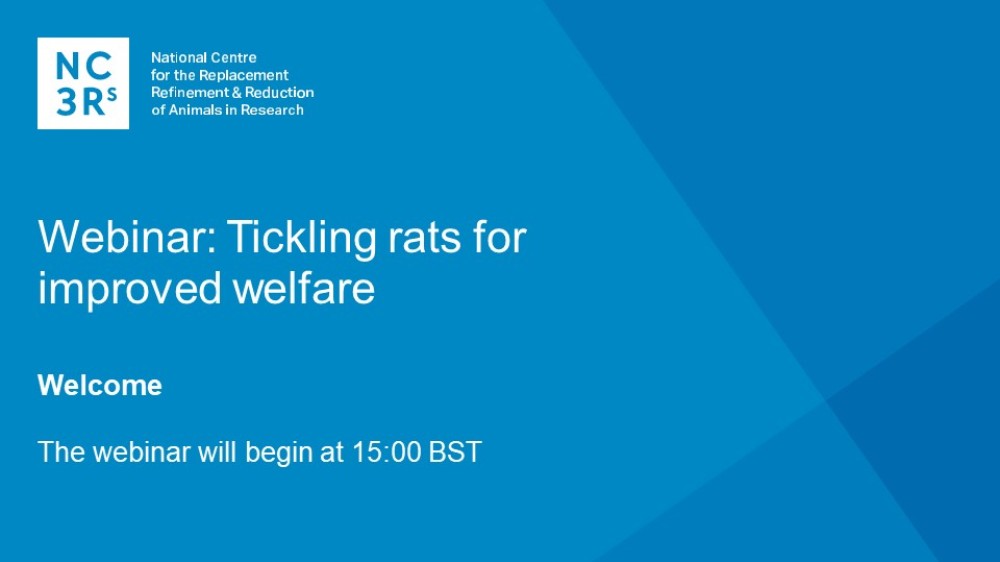 Webinar title slide: Tickling rats for improved welfare