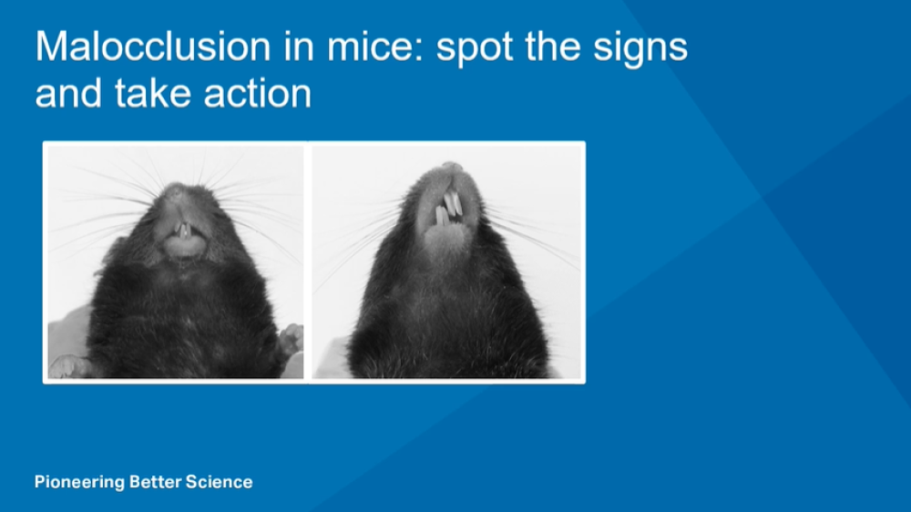 Cover slide for the malocclusion in mice training video
