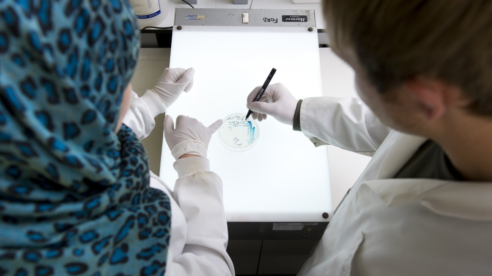 Two researchers look at a sample in a Petri dish