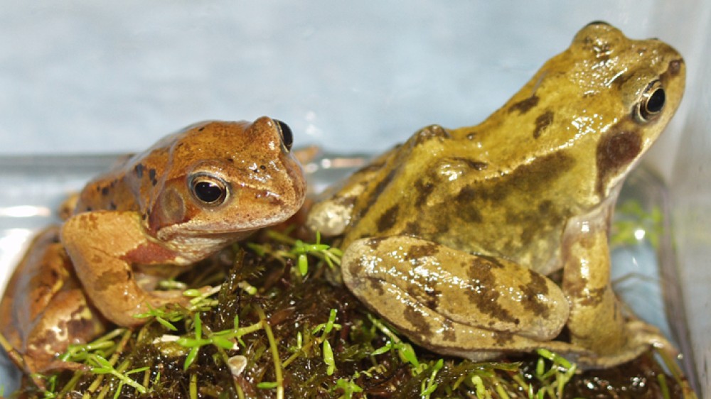 Two wild frogs