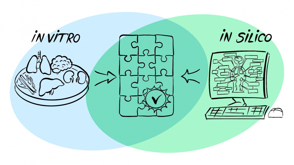 A screenshot from the linked video representing in vitro and in silico methods