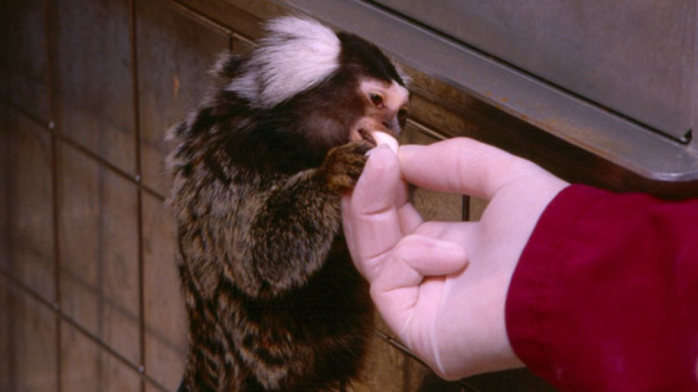Marmoset being handfed as part of positive reinforcement training