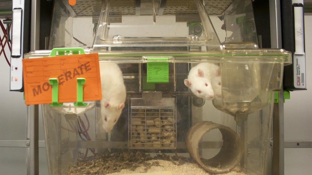 Two white rats sit in a plastic IVC rat cage. Both are facing towards the camera. You can see a carboard tube (enrichment) towards the bottom right of the cage and a wire food hopper full of pellets in the middle back of the photo. There is an orange card pinned to the front where details of the animals can be recorded, the word moderate can be seen in caps stamped across the card.