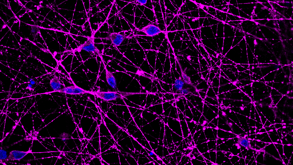 Stem cells stained and imaged