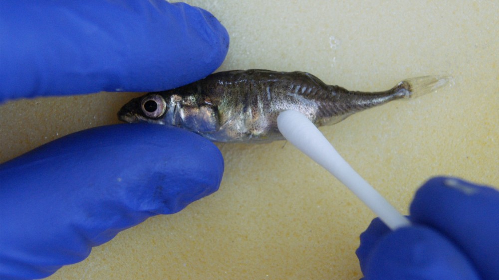 A stickleback being swabbed