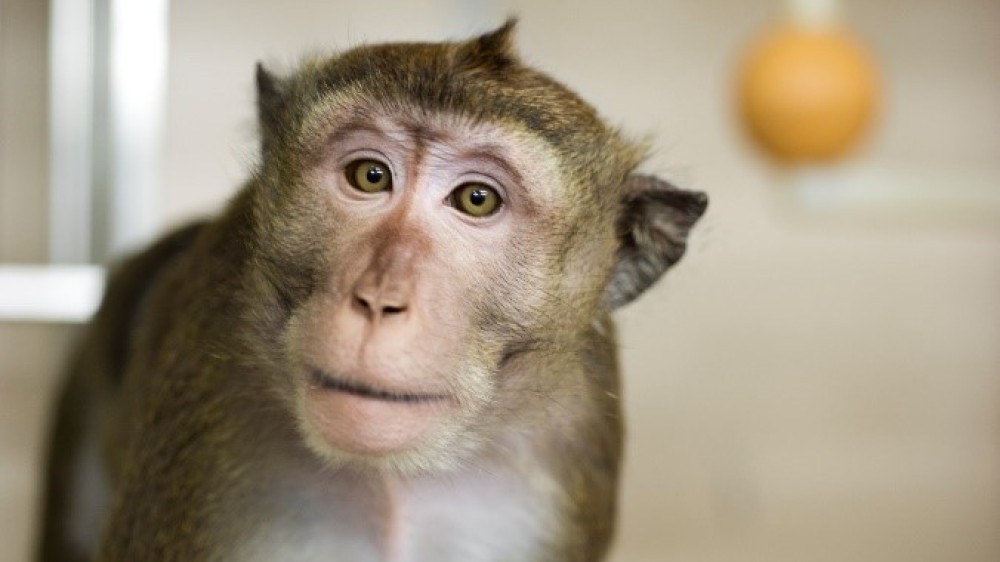 Cynomolgus macaque looking at the camera with a plastic swing in the background