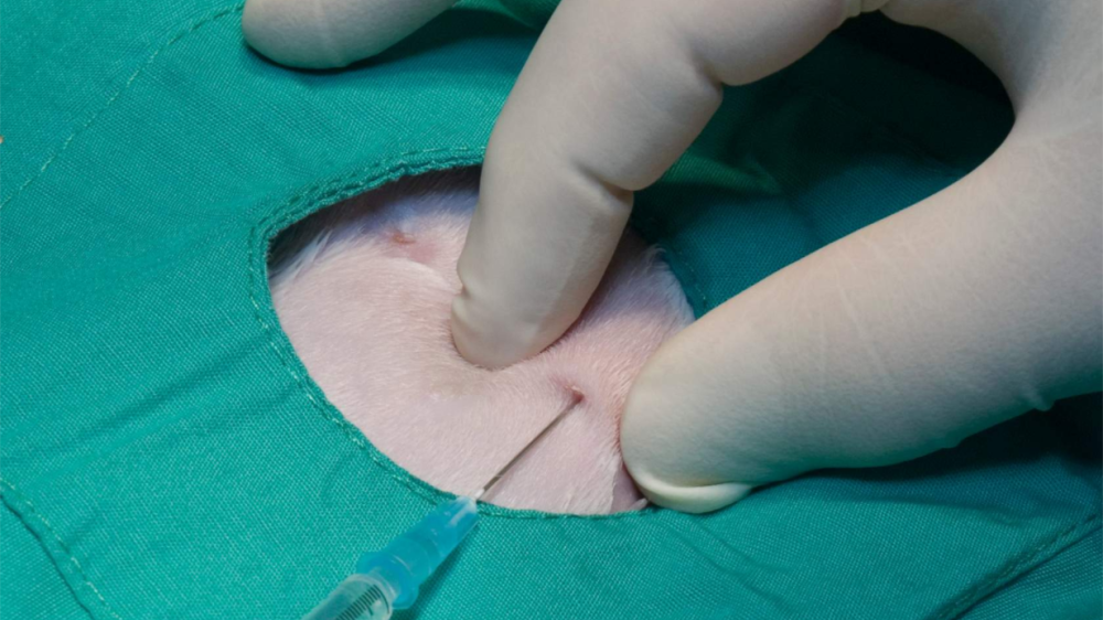 A close up of an animal being injected with analgesia