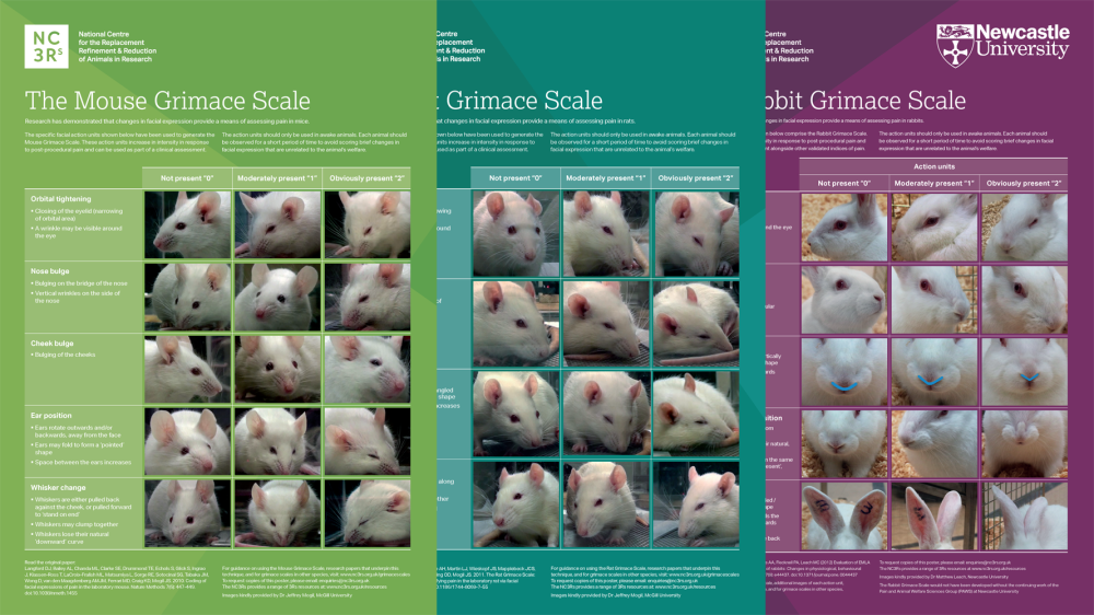 SNORS on X: The rabbit grimace scale is another great way of